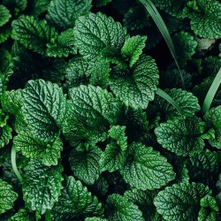 Mentha Arvensis