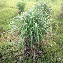 Lemon Grass